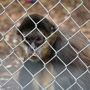 Geoffrey’s Spider Monkey