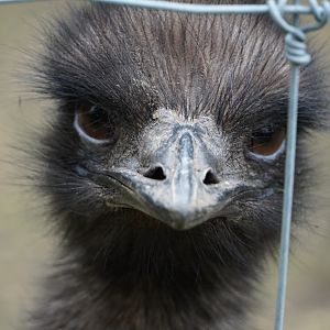 Emu