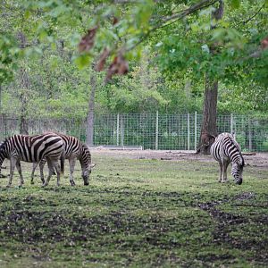 Plains Zebras