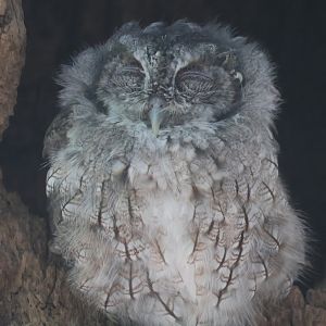 Eastern screech owl