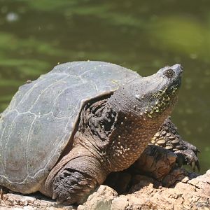 Common Snapping turtle