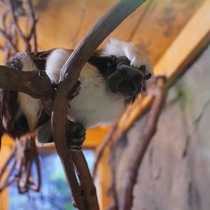 Cotton Top Tamarin