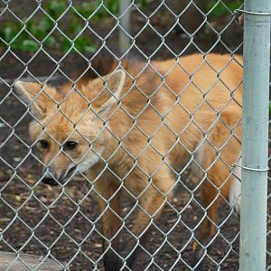 Maned Wolf