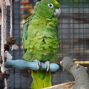 Yellow Naped Amazon Parrot