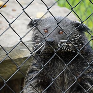 Binturong