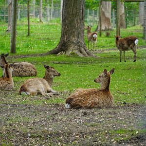 Sika Deer paddock