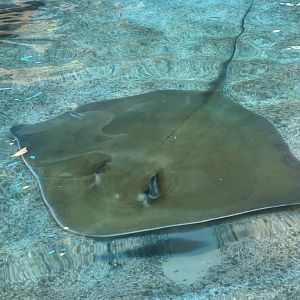 Southern Stingray at Stingray Beach Club