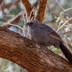 Apostlebird