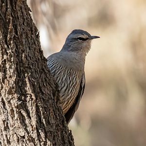 Brown Treecreeper