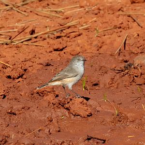 Chestnut-rumped Thornbill