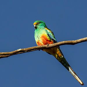 Mulga Parrot