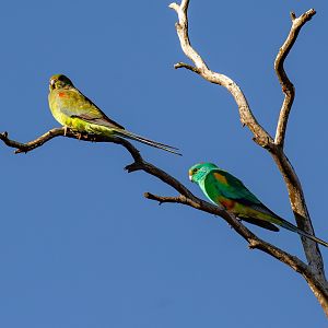 Mulga Parrot pair