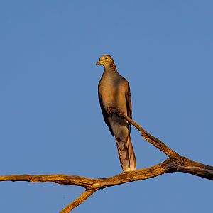 Bar-shouldered Dove