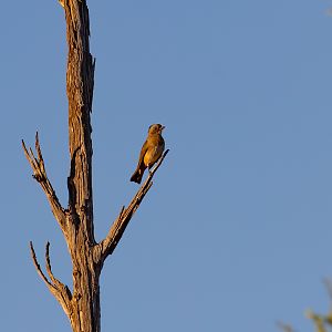 Crested Bellbird (female)