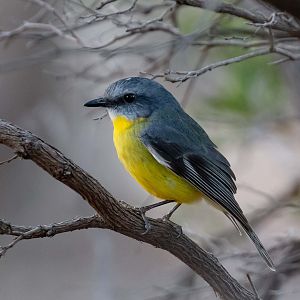 Eastern Yellow Robin