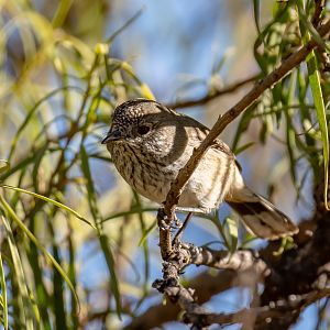 Inland Thornbill