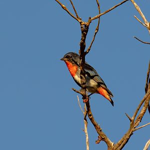 Mistletoebird