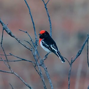 Red-capped Robin