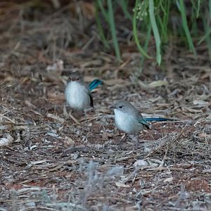 Splendid Fairy-wrens