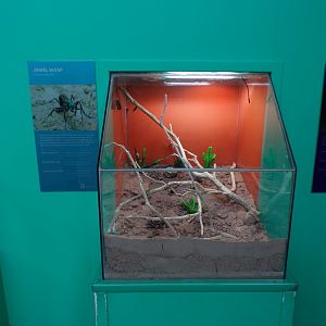 Jewel wasp exhibit 11.2.25