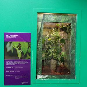 Leaf insect exhibit 11.2.25