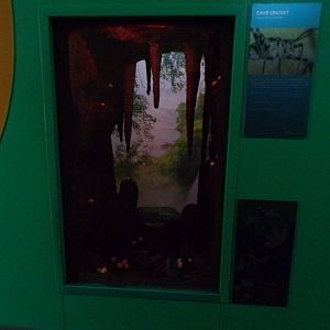 Cave cricket exhibit 11.2.25