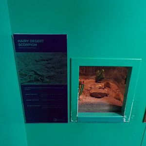 Hairy desert scorpion exhibit 11.2.25