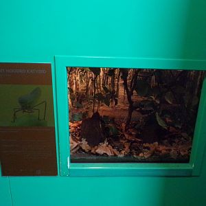 Giant hooded katyid exhibit 11.2.25