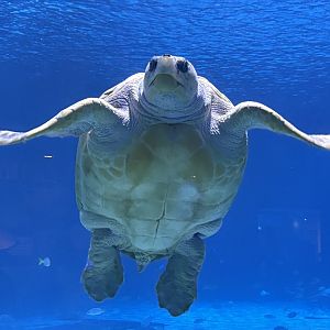Bob the Loggerhead Sea Turtle