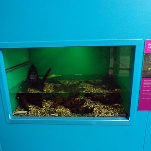 Golden apple snail tank 11.2.25