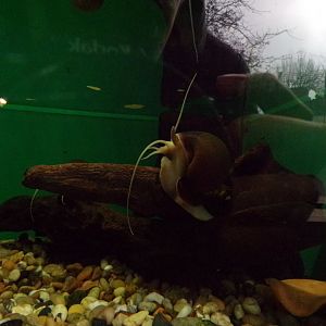 Golden apple snail 11.2.25