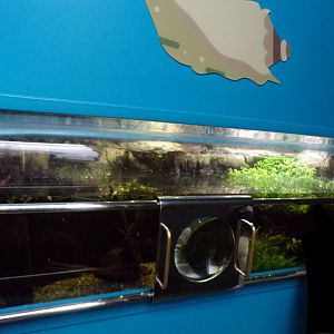 Sunburst diving beetle tank 11.2.25