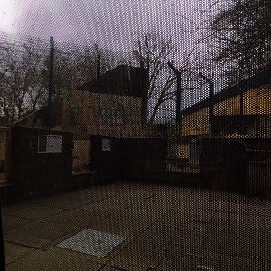 Indian mongoose enclosure 11.2.25