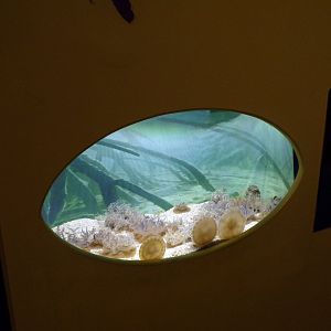 Upside down jellyfish tank 11.2.25