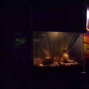 Flower beetle exhibit 11.2.25