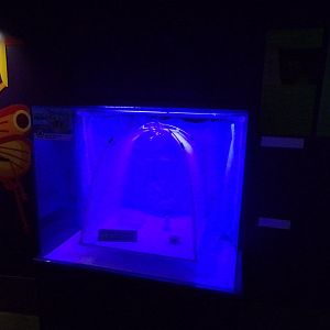 Mosquito exhibit 11.2.25