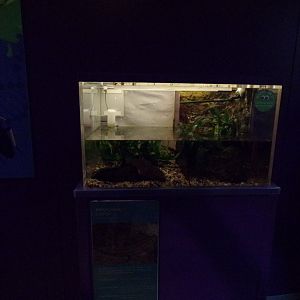 Medicinal leech tank 11.2.25