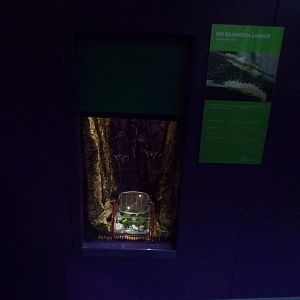 Eri silkmoth larvae exhibit 11.2.25