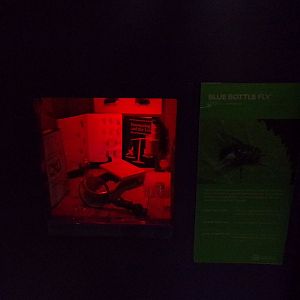 Bluebottle fly exhibit 11.2.25