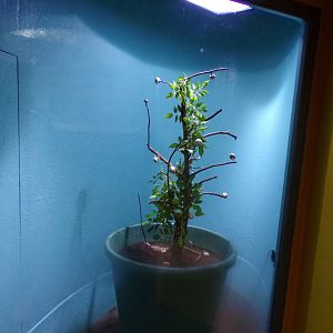 Fregate island palm beetle exhibit 11.2.25