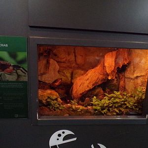 Red devil vampire crab exhibit 11.2.25