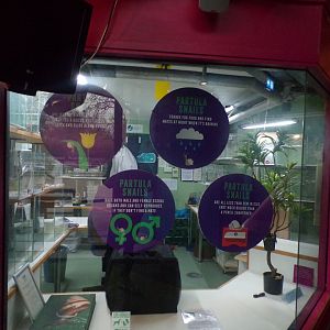 Partula snail breeding area 11.2.25