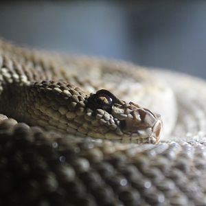 Santa Catalina Island Rattlesnake - 5/18/2025