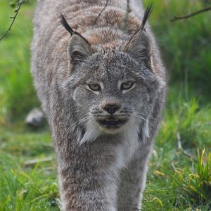 Canadian lynx, Lynx canadensis (14/03)