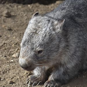 Mainland wombat, Vombatus ursinus (14/03)