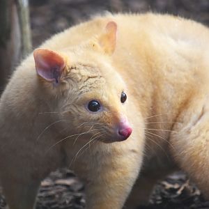 Tasmanian golden possum, Trichosurus vulpecula (14/03)