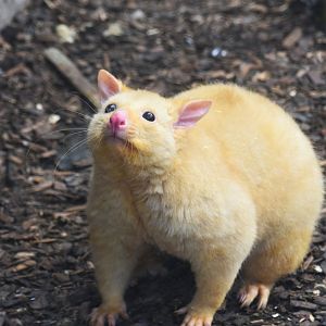 Tasmanian golden possum, Trichosurus vulpecula (14/03)