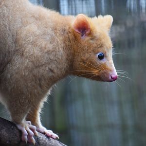 Tasmanian golden possum, Trichosurus vulpecula (14/03)