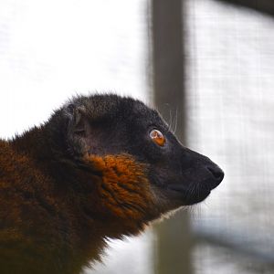 Collared lemur, Eulemur collaris (14/03)