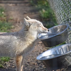 Corsac fox, Vulpes corsac (14/03)